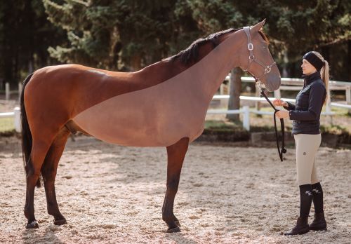 Geschorenes Pferd mit Irische-Schur