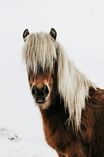 Winterfell Pferd