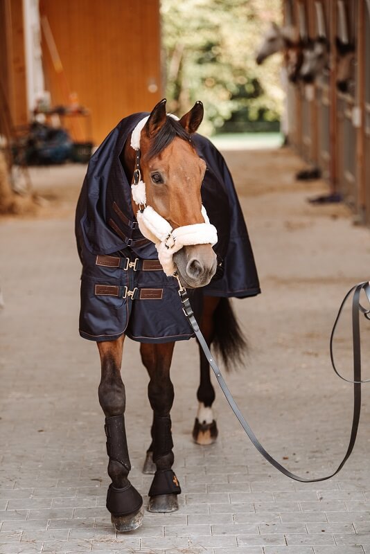 Kentucky Horseware Halsteil Kentucky Horseware Halsteil