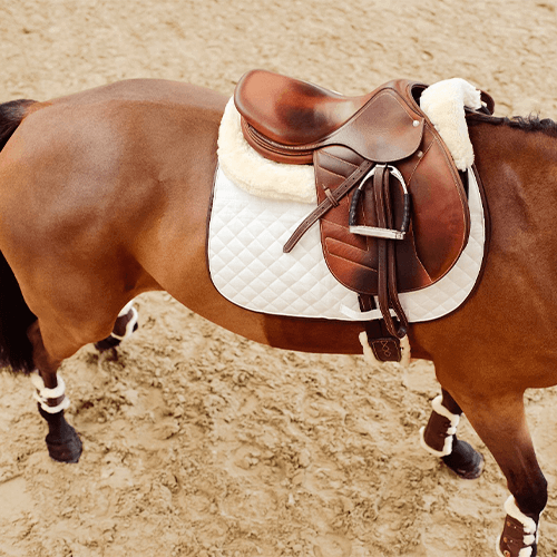 Pferd Rückenprobleme