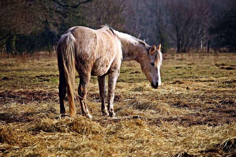 Mauke Pferd Ursachen