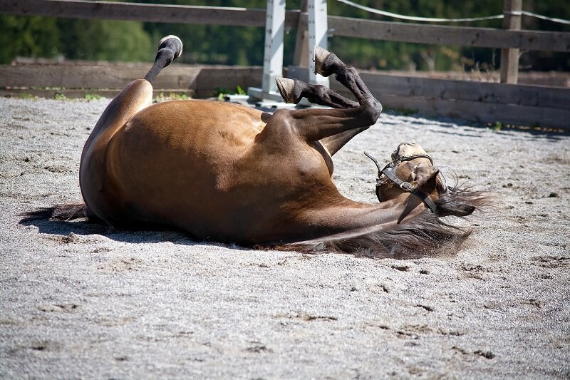 Kolik Pferd wälzen Kolik Pferd wälzen