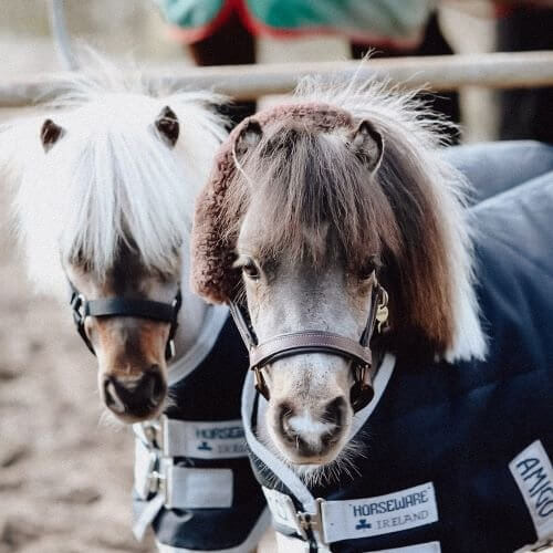 Shetlandpony