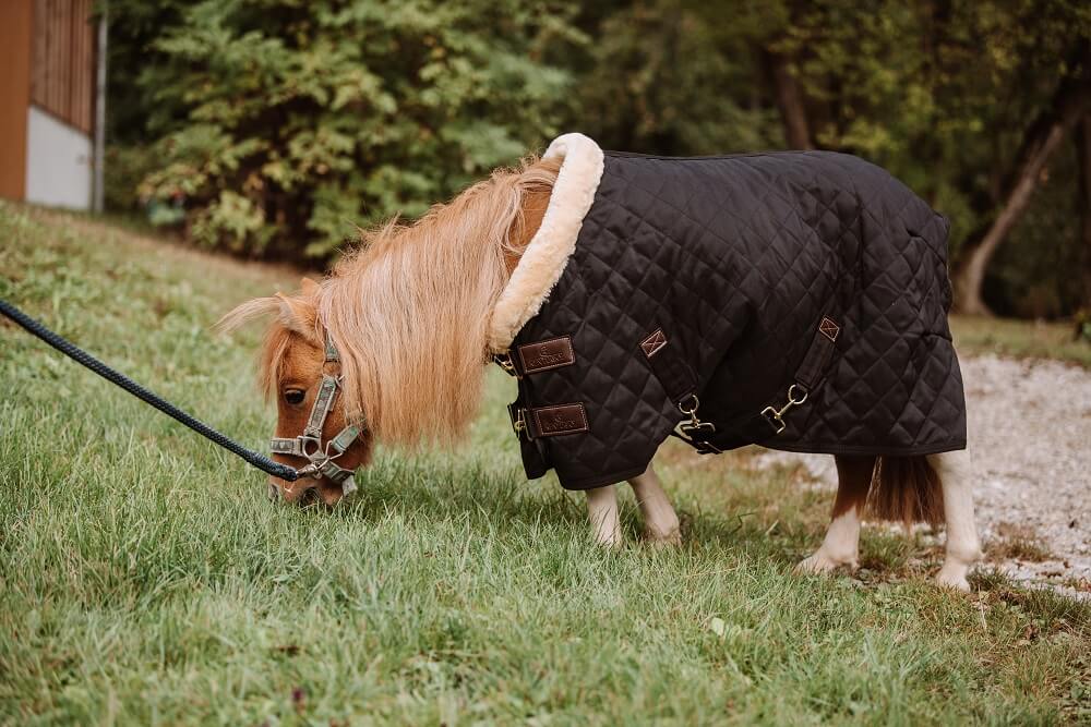 Pony mit Decke