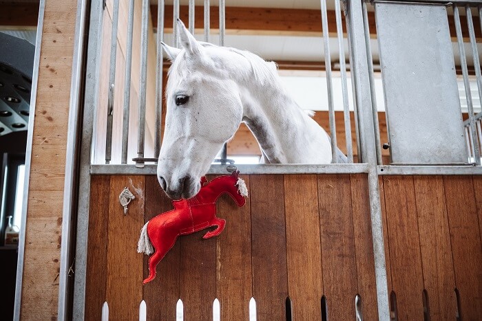 Pferd mit Fundis Horse Toy