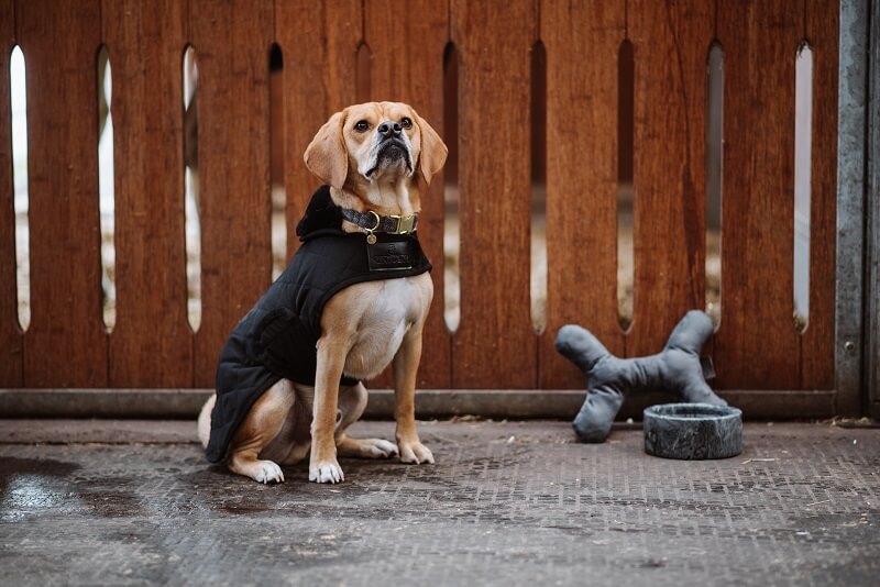 Weihnachtsgeschenk-Hund Hund mit Hundemantel