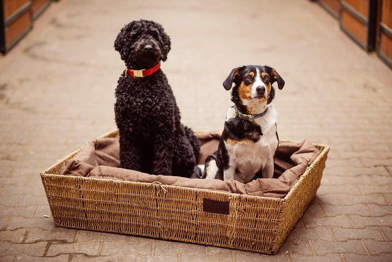 Weihnachtsgeschenk-Hundebett Hunde im Hundekorb