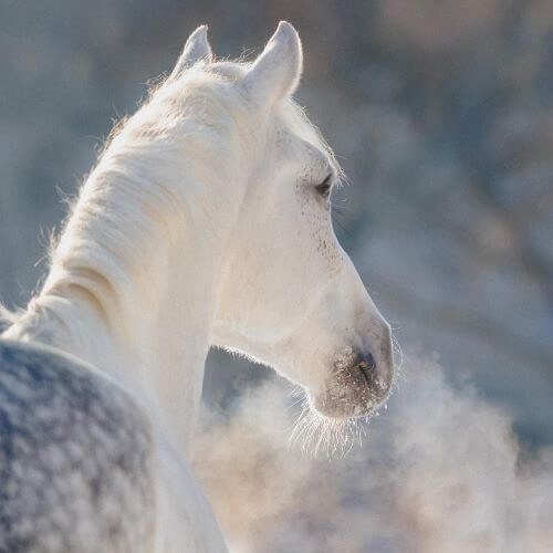 Winter Pferd Winter Pferd