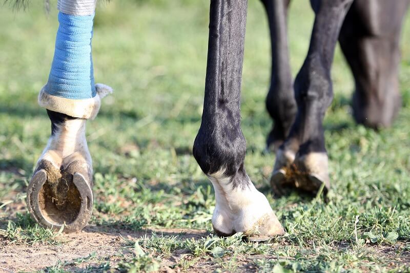 Verband-Pferd