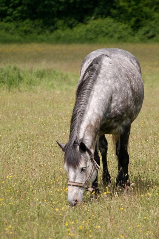 Fellwechsel Pferd Fellwechsel Pferd