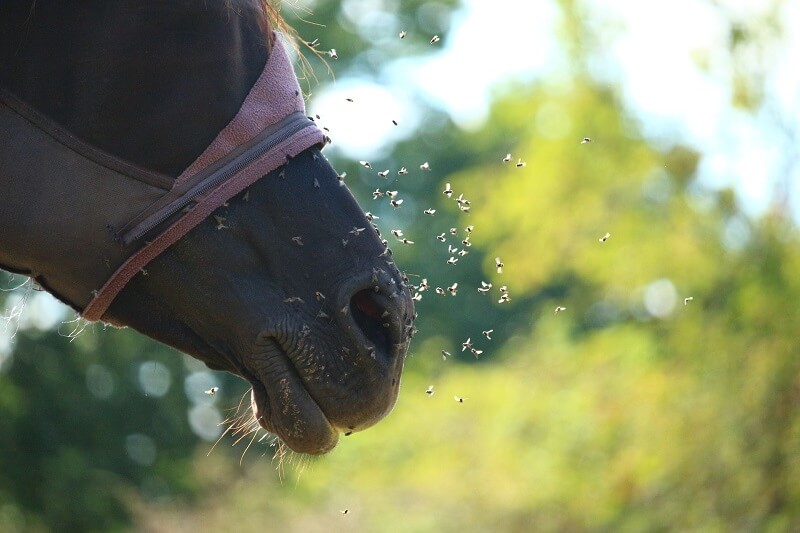 Fliegen Pferd