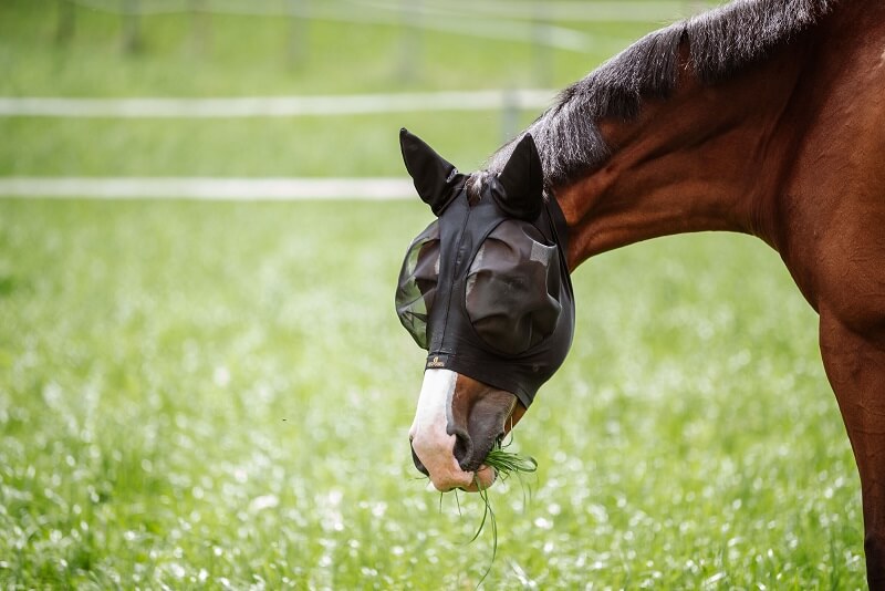 Pferd mit Fliegenmaske auf der Koppel