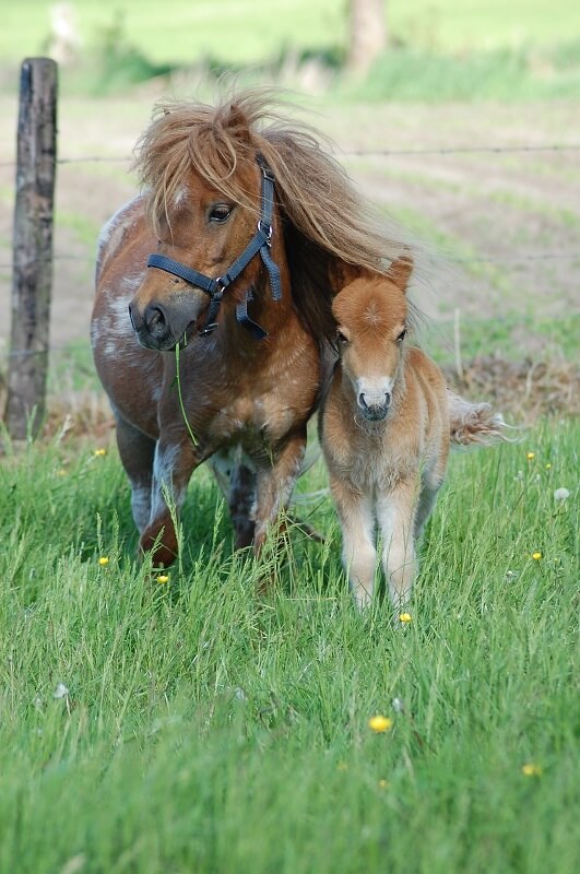 Shetty Fohlen Shetty Fohlen