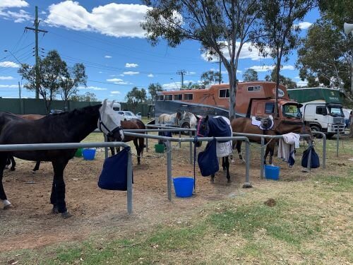 Internationales Turnier Australien Turnierplatz Reiten Australien