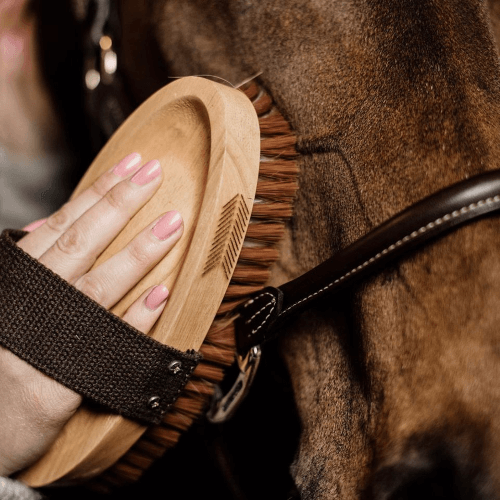 Reitabzeichen-10 Pferd wird mit Kardätsche geputzt