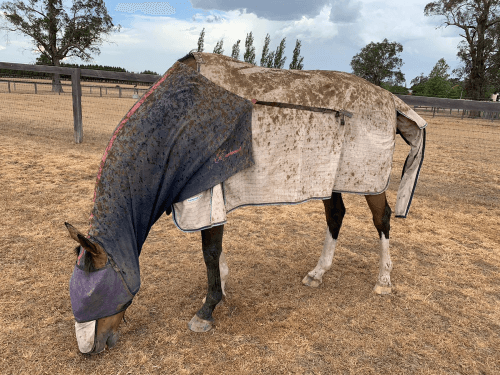 Pferd Australien Pferdedecke Australien