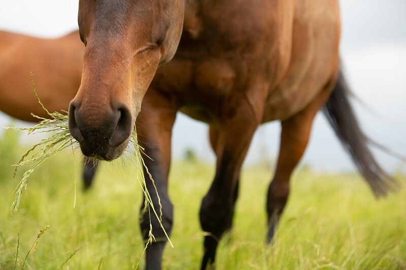 Pferd auf Koppel