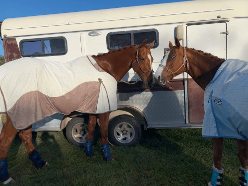 Pferdetransport Australien Turnier