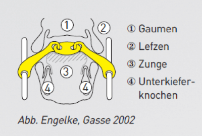 Wirkweise-doppelt-gebrochenes-Gebiss