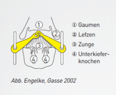 Wirkweise-einfach-gebrochenes-Gebiss