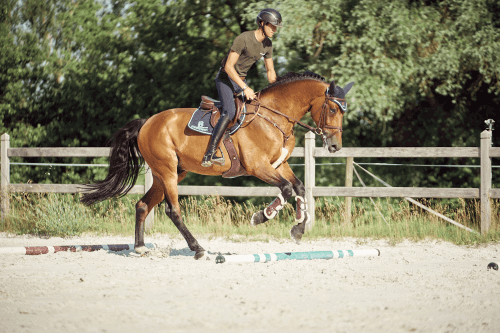 Pferd galoppiert über Stangen