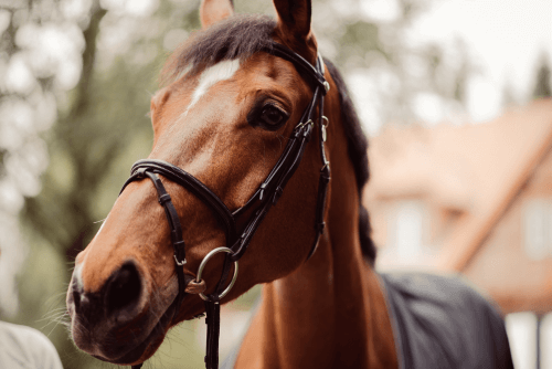 Gebisse Pferd Pferd mit Trense
