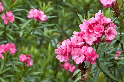 Oleander