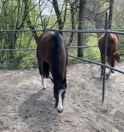 Pferde-auf-Paddock