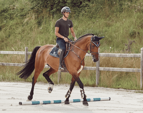 Pferd trabt über Stangen