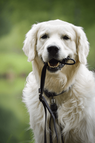 Hund GoLeyGo Hund mit GoLeyGo System