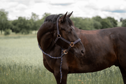 Pferd GoLeyGo Pferd mit GoLeyGo Halfter