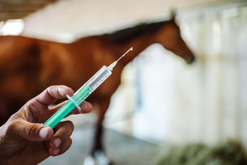Pferd Impfung Spritze für das Pferd