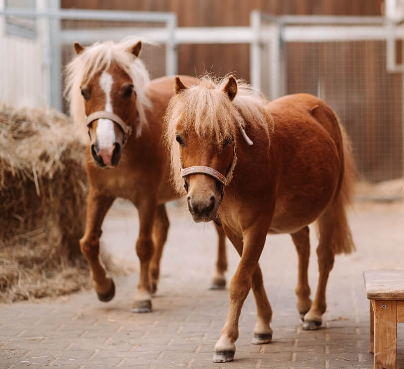 Ponys laufen durch Stall