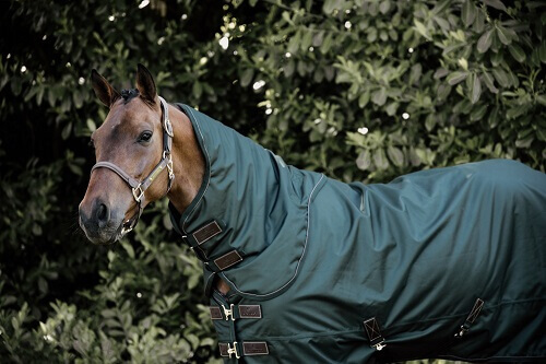 Halsteil-Kentucky-Horsewear Pferd mit Decke von Kentucky Horsewear
