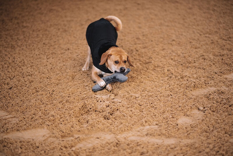 Hund mit Spielzeug