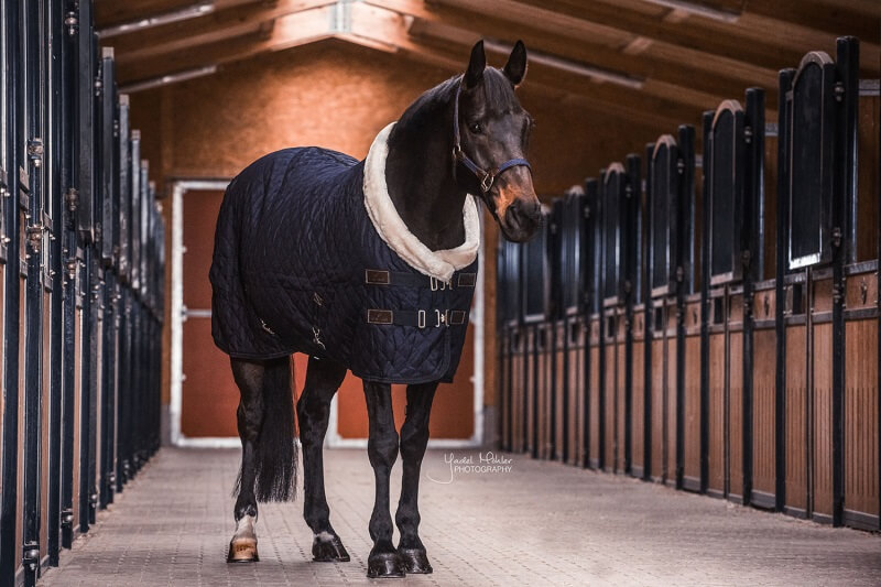 Pferd mit Kentucky Turnierdecke