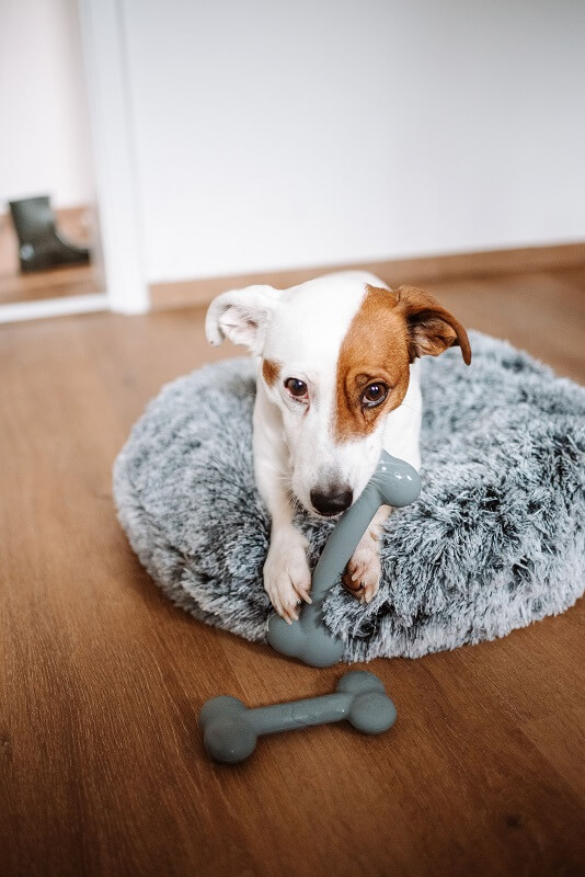 Hund mit Spielzeug