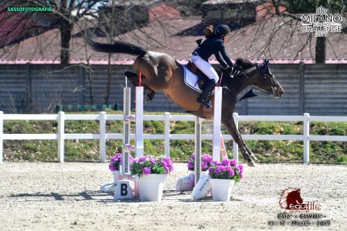 Fehler-Springreiten Pferd hat Abwurf am Oxer