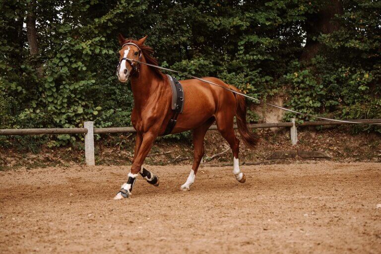 Pferde korrekt longieren FUNDIS Reitsport
