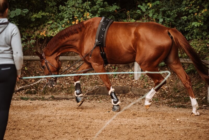 Pfiff Kunststofflonge für Pferde mit Handschlaufe Longe Pferdetraining longieren 