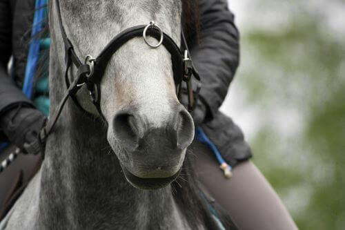 Gebisslose-Trense Pferd mit gebissloser Trense