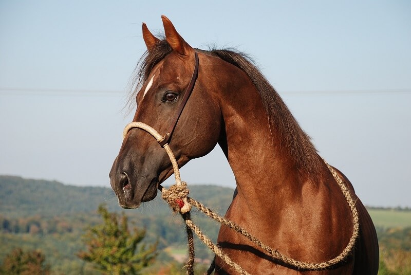 Pferd mit Bosal