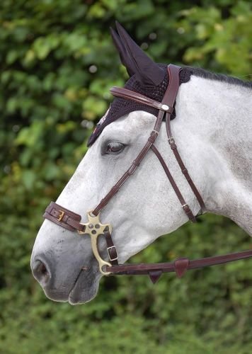 Hackamore Pferd Weißes Pferd mit Hackamore