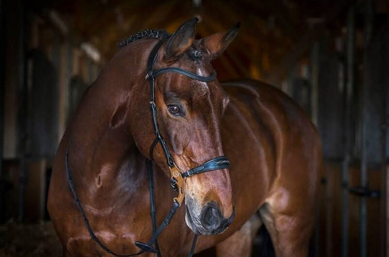 Hackamore-spezial Braunes Pferd mit Hackamore