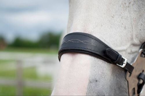 Hackamore Hackamore