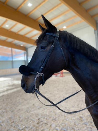 Mit-Hackamore-reiten Pferd mit Hackamore