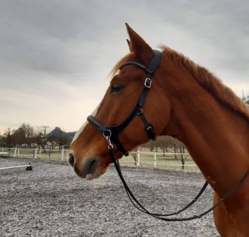 Sidepull Pferd mit Sidepull
