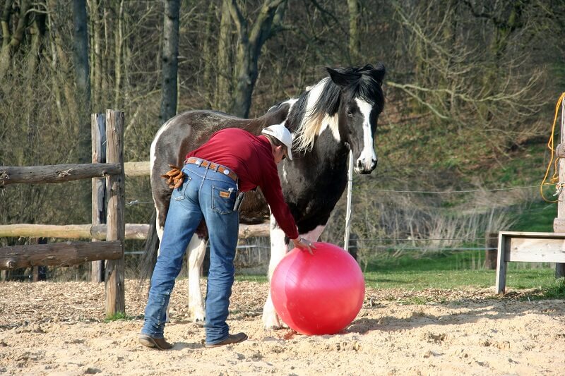 Bodenarbeit Pferd und Ball Mann legt Ball vor Pferd