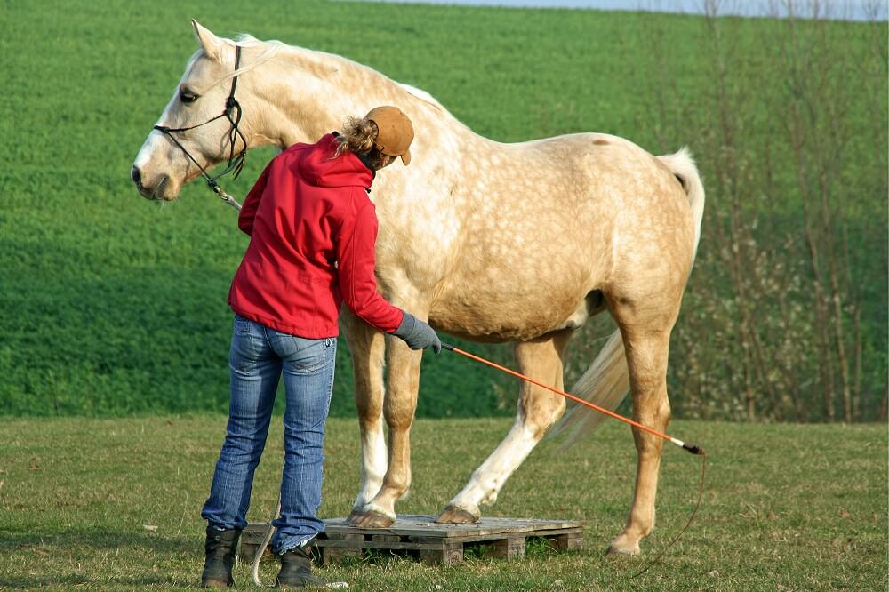 Frau macht Bodenarbeit mit Pferd