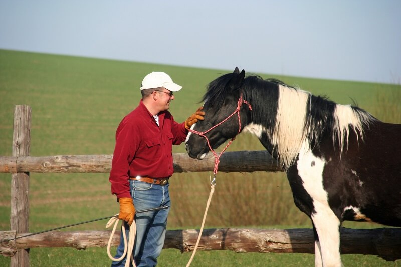 Bodenarbeit mit Pferd Mann macht Bodenarbeit mit Pferd